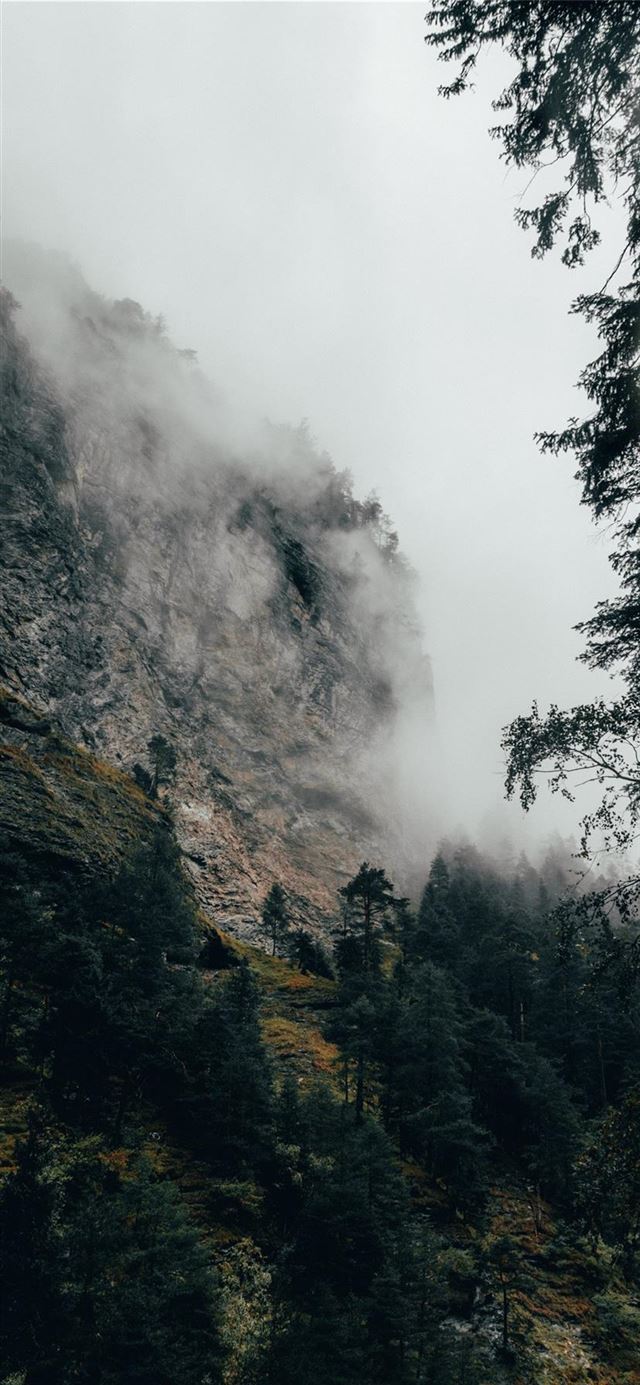 1125x2436 Fog covered autumn forest - fog iPhone 11 Wallpaper