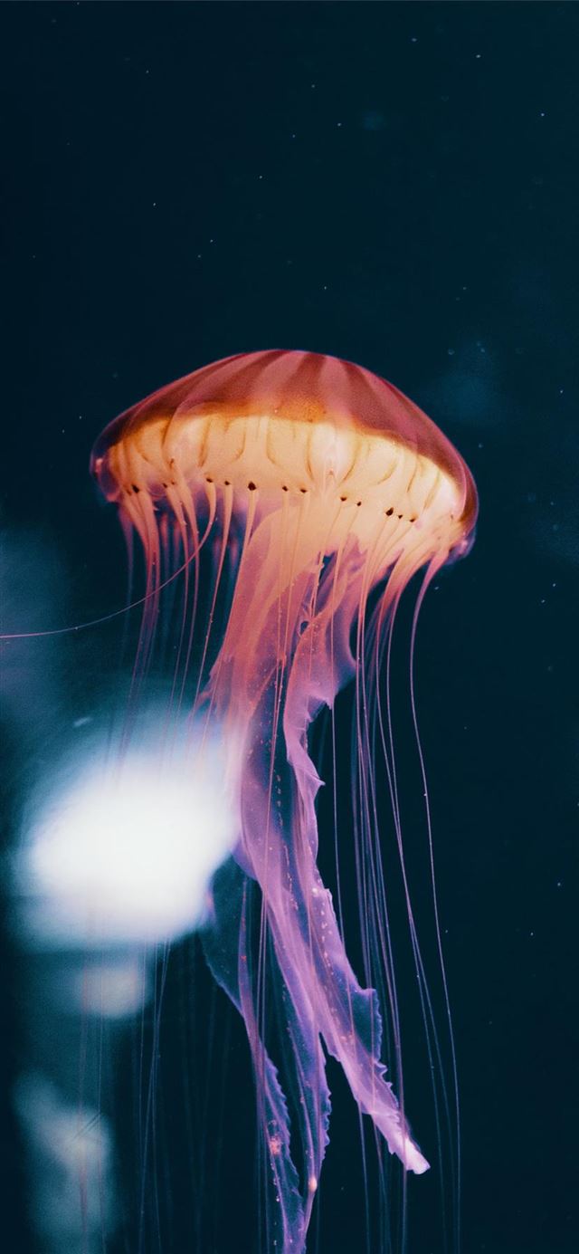 1125x2436 Neon Jelly -  iPhone 11 Wallpaper