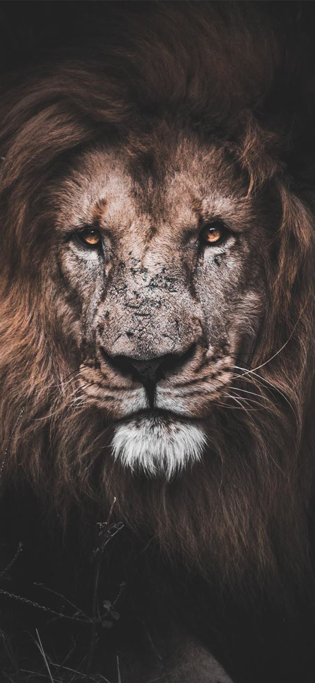 1125x2436 Mauritius -  iPhone 11 Wallpaper