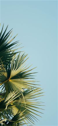 fan palm tree under blue sky iPhone 11 wallpaper