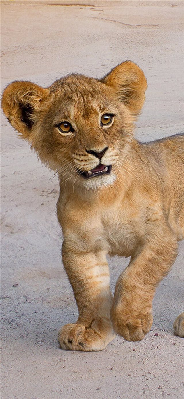 1125x2436 simba art - lion iPhone 11 Wallpaper