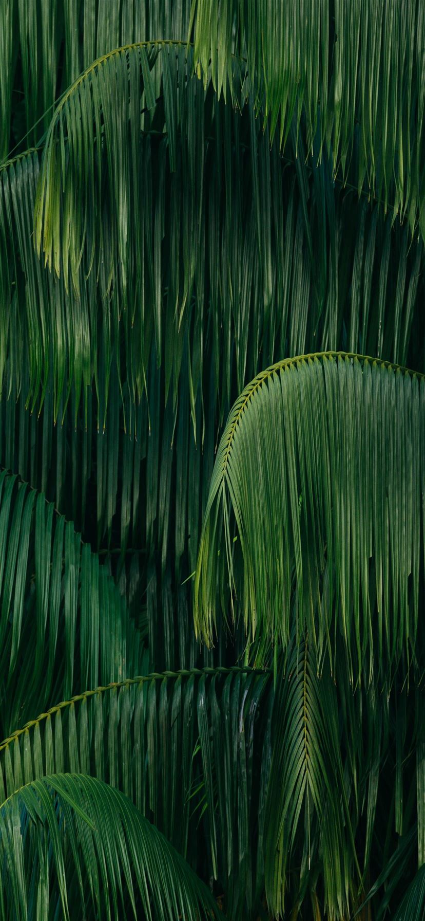palm leaves iPhone X Wallpapers Free Download