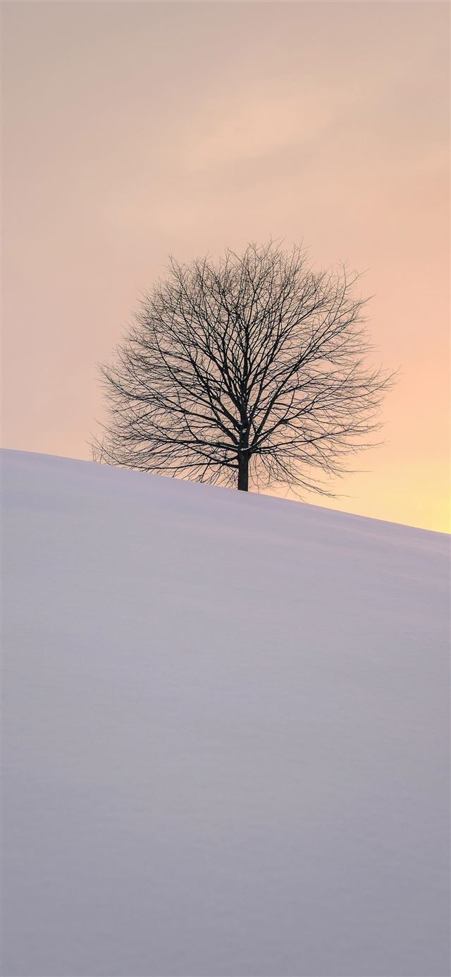 1125x2436 leafless tree on the hill - sunset iPhone 11 Wallpaper