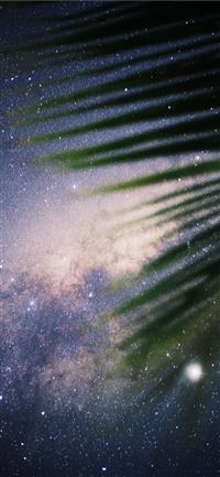 green coconut palm tree wallpaper