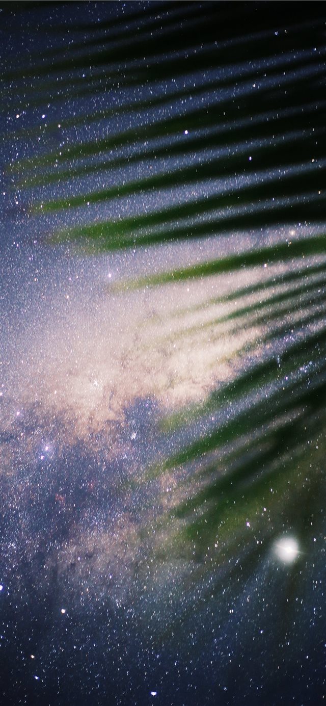 1125x2436 green coconut palm tree - texture iPhone 11 Wallpaper
