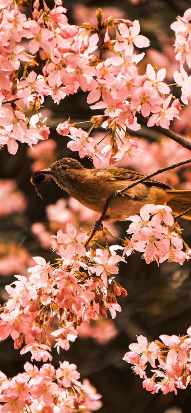 1125x2436 bird perching on tree during daytime - flower iPhone 11 Wallpaper