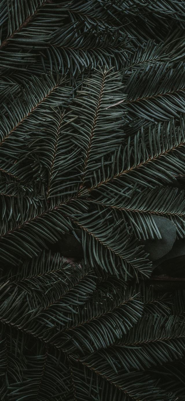 1125x2436 green pine tree leaves -  iPhone 11 Wallpaper