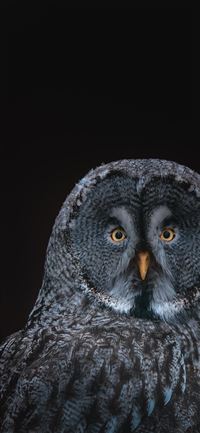 gray owl on black background iPhone 11 wallpaper