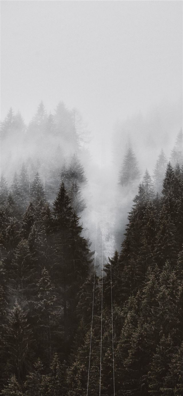1125x2436 field of trees - scenery iPhone 11 Wallpaper