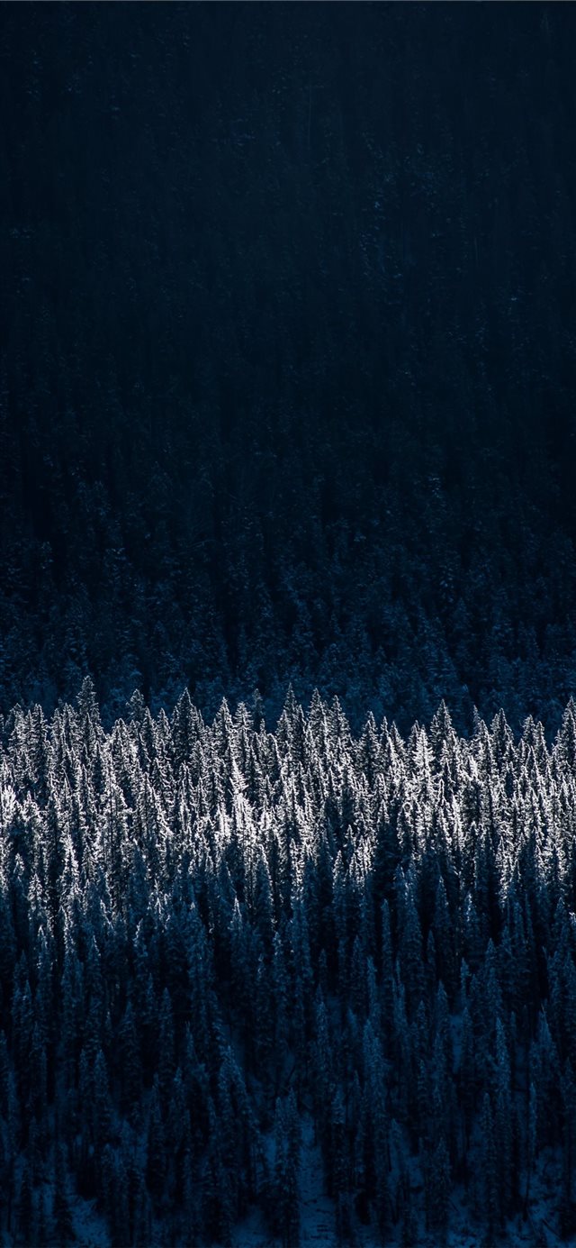 1125x2436 aerial photography of snow capped trees - canada iPhone 11 Wallpaper
