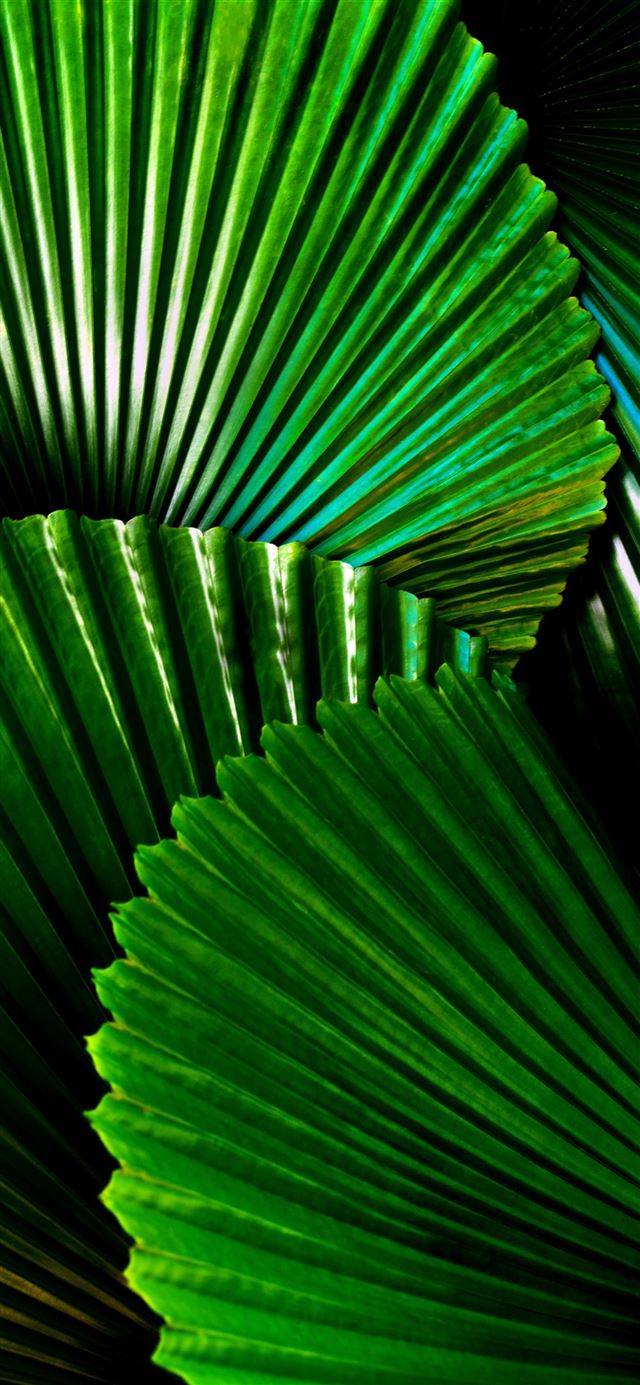 1125x2436 green leafed plant - jungle iPhone 11 Wallpaper