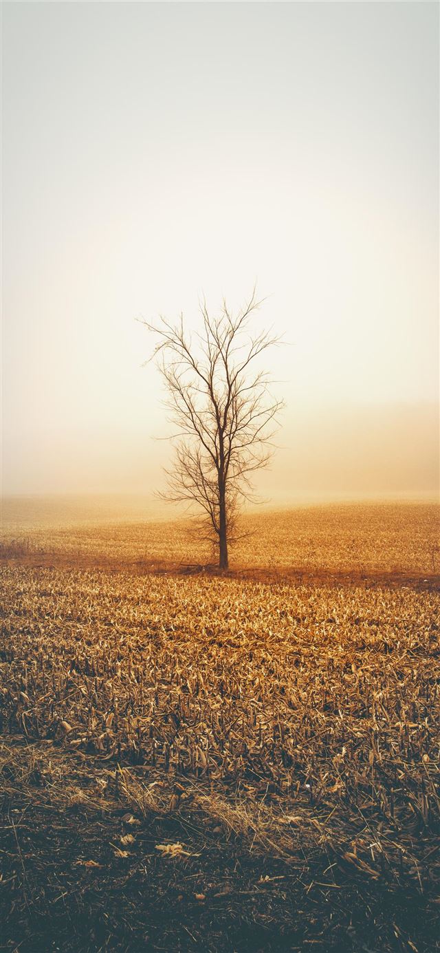 1125x2436 brown tree during daytime - scenery iPhone 11 Wallpaper