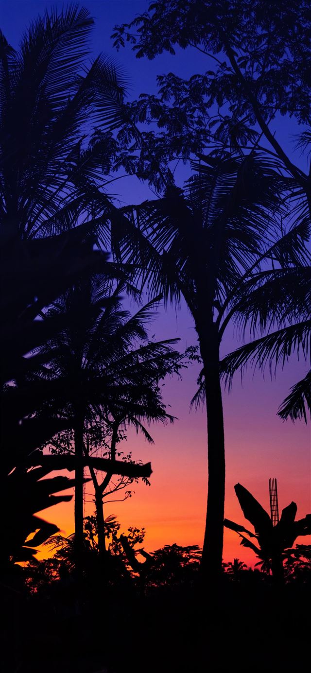1125x2436 silhouette of palm trees during golden hour -  iPhone 11 Wallpaper