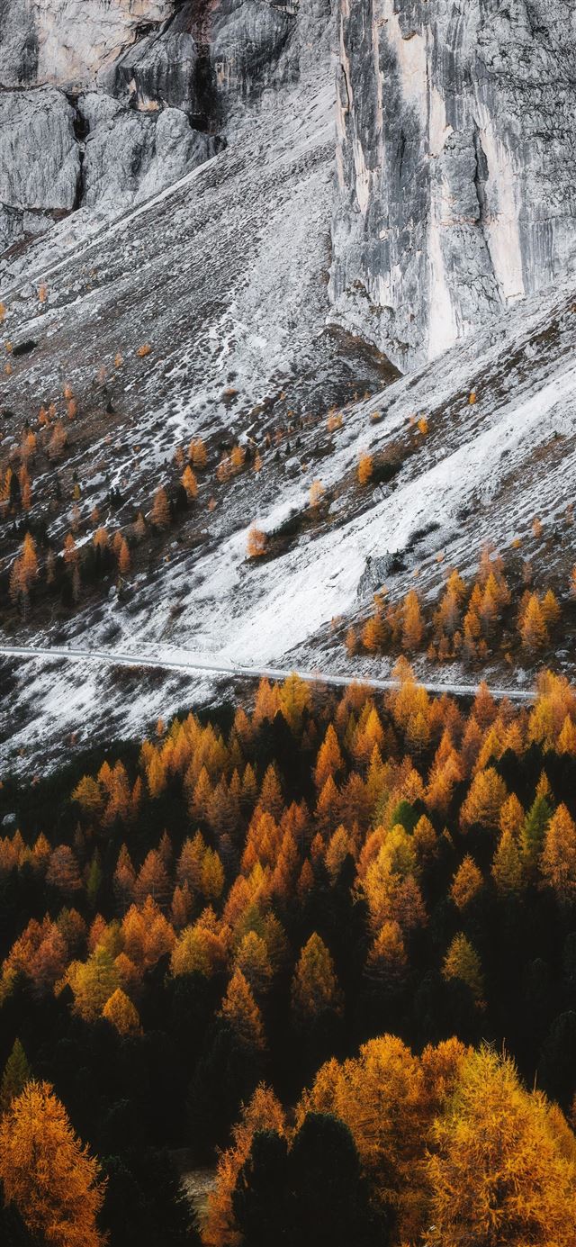 1125x2436 aerial view photography of forest - scenery iPhone 11 Wallpaper