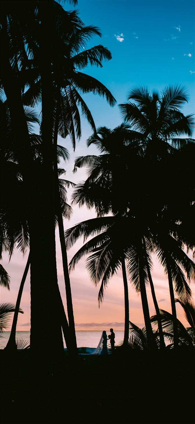 1125x2436 silhouette photography of coconut palm trees - tropical iPhone 11 Wallpaper