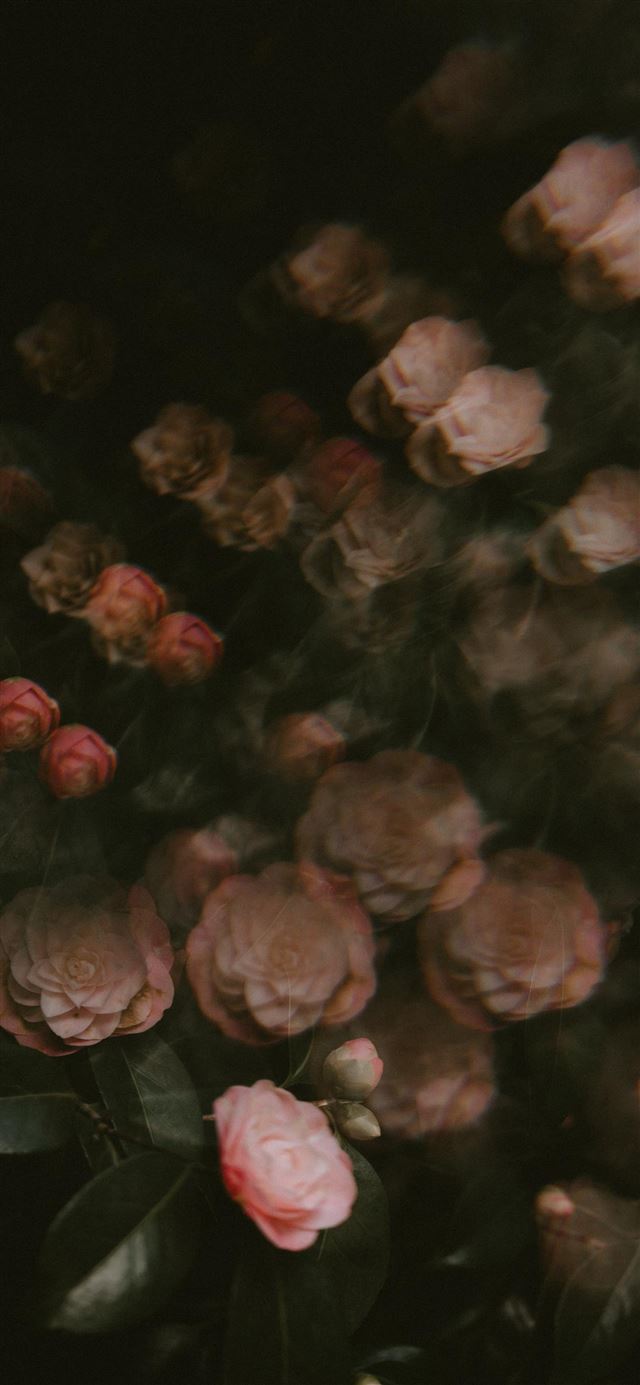 1125x2436 blooming pink rose flowers - cherry blossom iPhone 11 Wallpaper