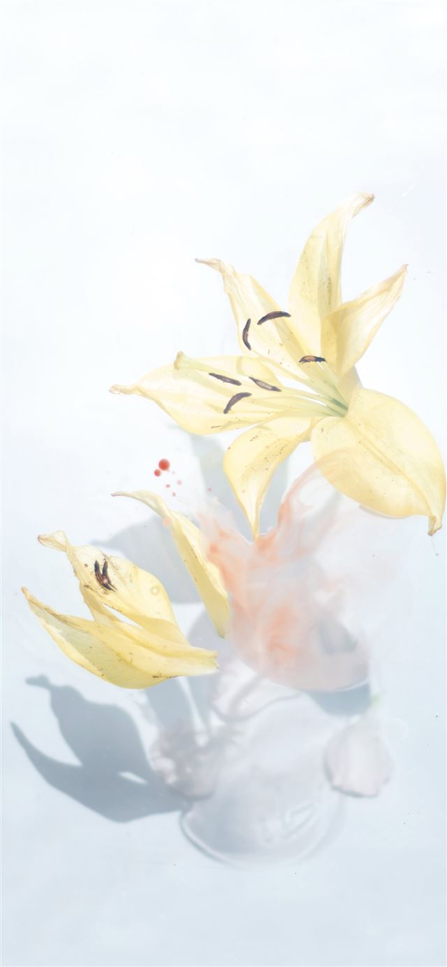 1125x2436 blooming yellow flowers - texture iPhone 11 Wallpaper