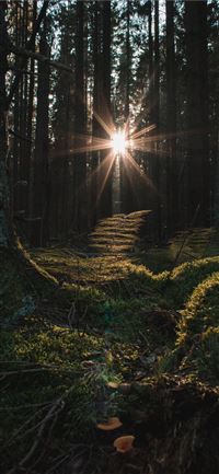 Turns out this light corridor in the forest was hi... iPhone 11 wallpaper