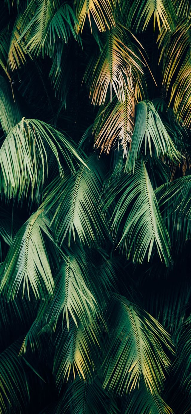1125x2436 green leafed trees - palm tree iPhone 11 Wallpaper