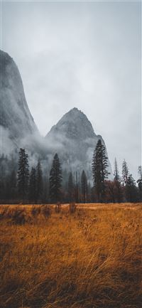 grass field near tall trees in mountain wallpaper