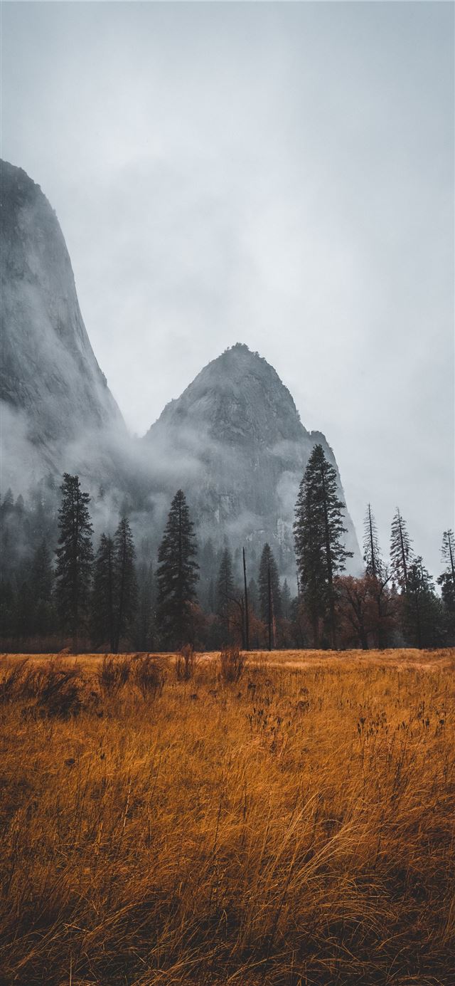 1125x2436 grass field near tall trees in mountain - united states iPhone 11 Wallpaper
