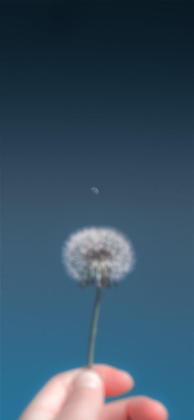 1125x2436 person holding dandelion flower - flower iPhone 11 Wallpaper
