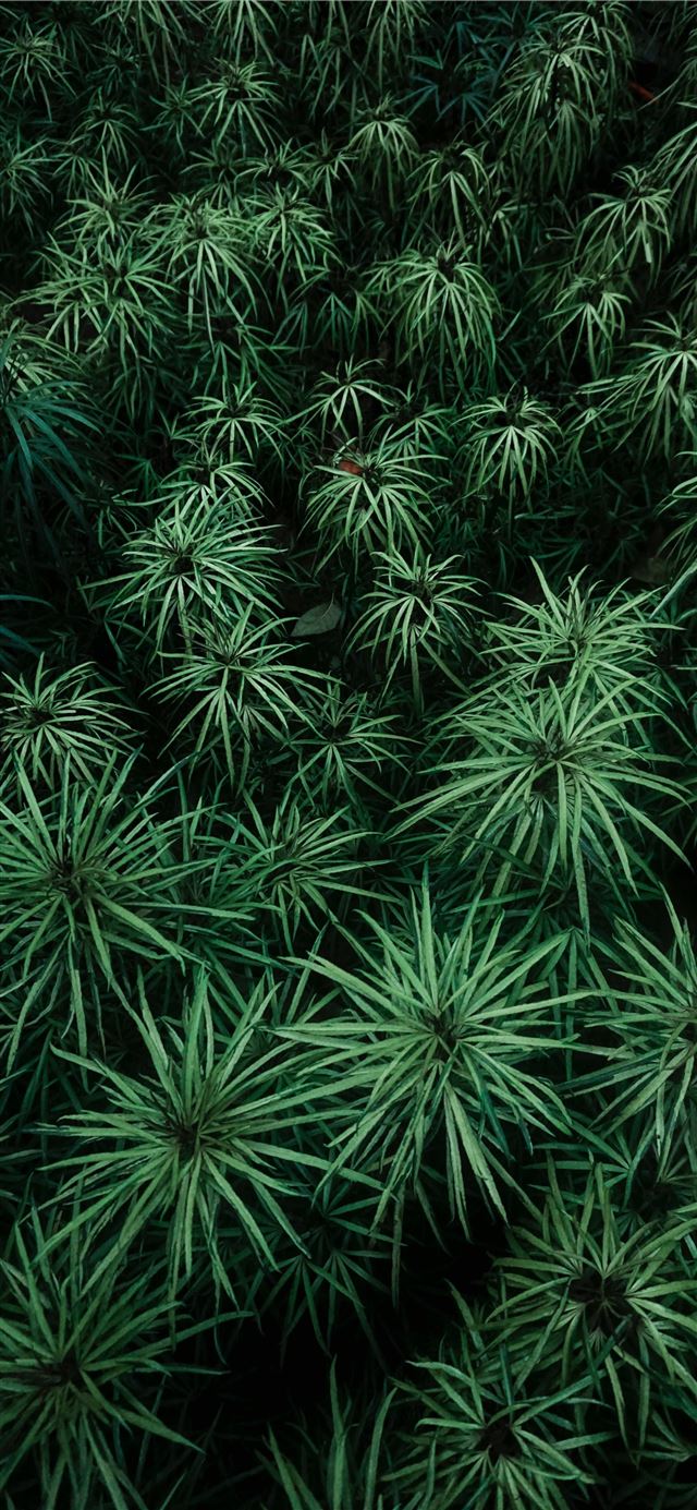 1125x2436 green plants at daytime - green iPhone 11 Wallpaper