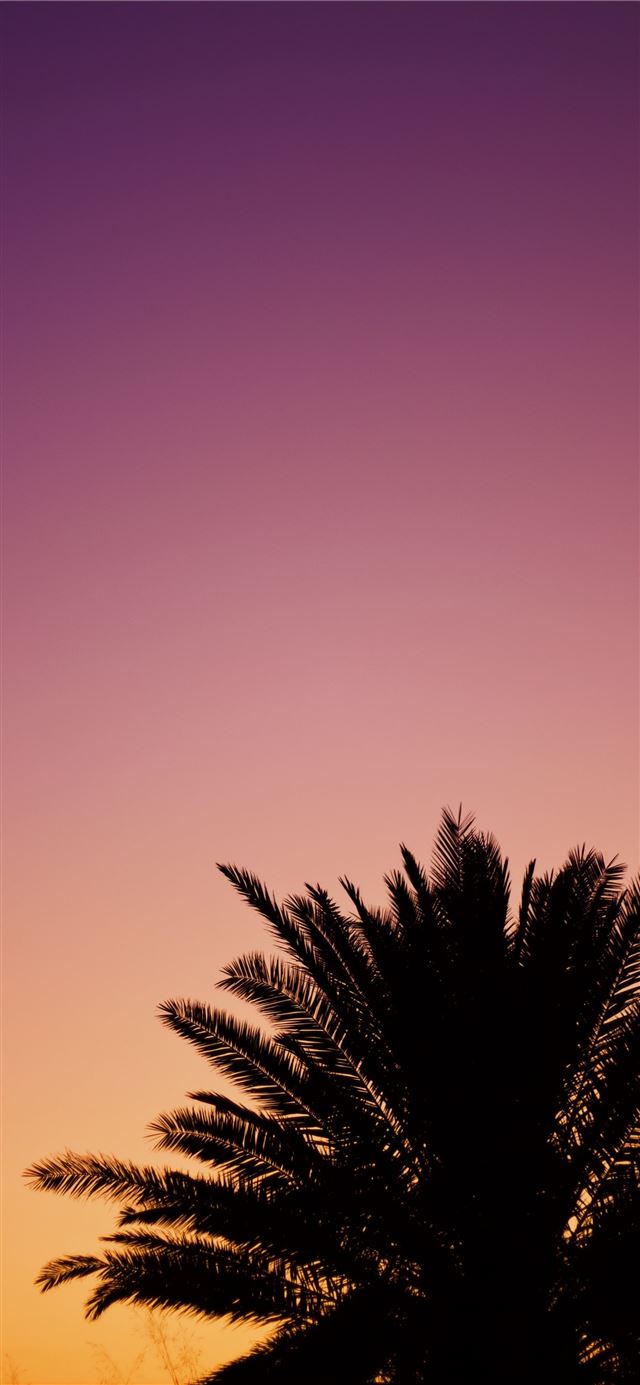 1125x2436 silhouette of palm tree - sunset iPhone 11 Wallpaper