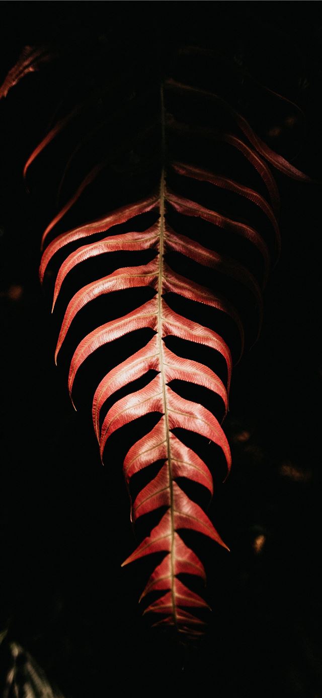 1125x2436 red leaf on black background - mountain iPhone 11 Wallpaper