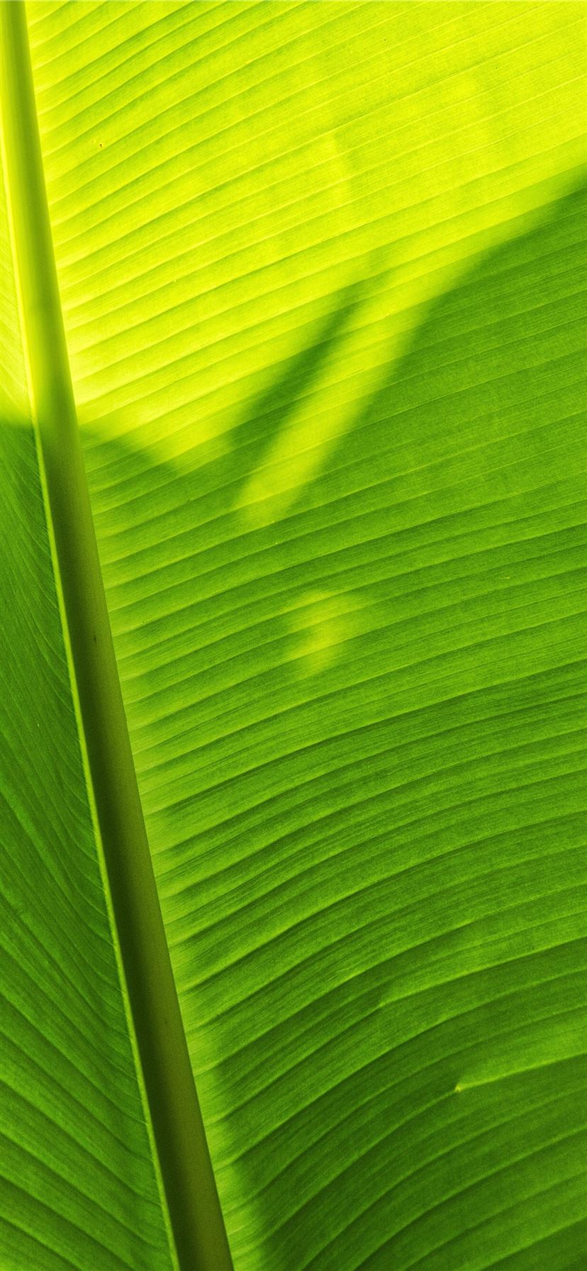 green banana leaf iPhone 11 Wallpapers Free Download