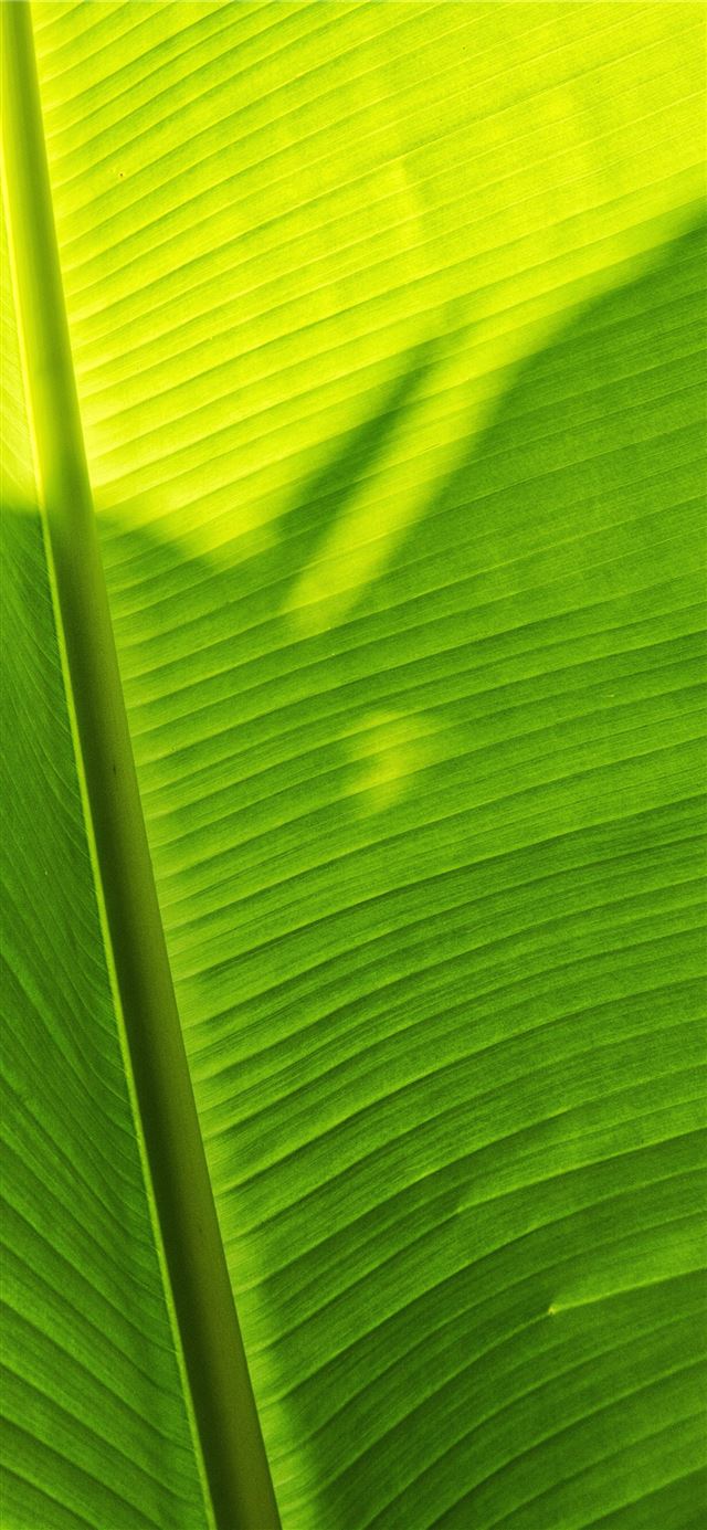 1125x2436 green banana leaf - jungle iPhone 11 Wallpaper