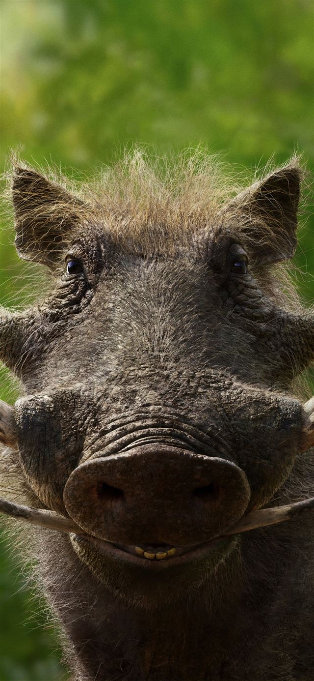 1125x2436 seth rogen as pumbaa the lion king 2019 4k - lion iPhone 11 Wallpaper