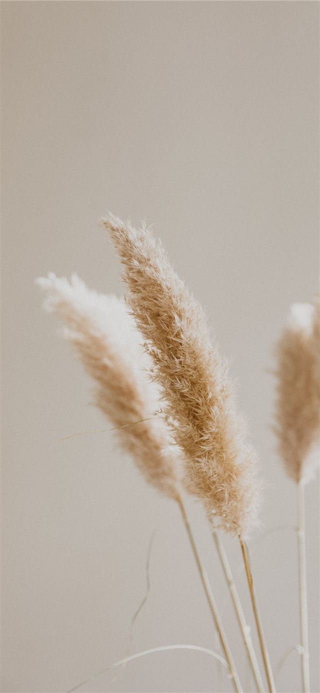 1125x2436 white cluster petaled flower in close up photograp... -  iPhone 11 Wallpaper