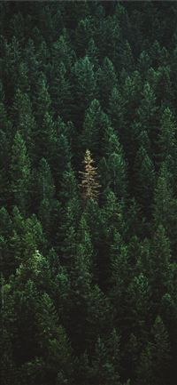 green treers wallpaper