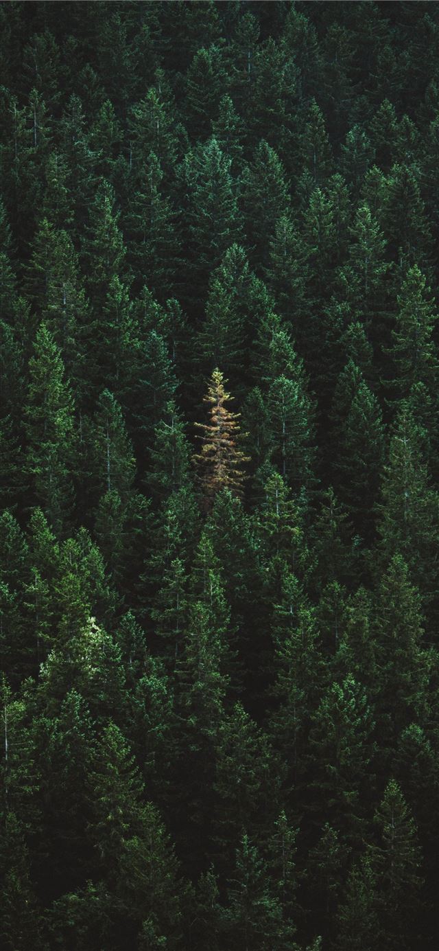 1125x2436 green treers - grey iPhone 11 Wallpaper