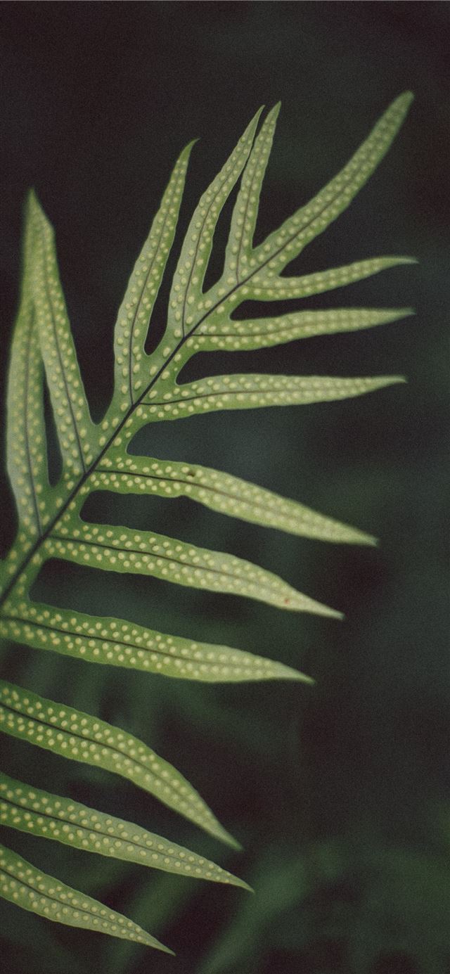 1125x2436 green linear leafed plant - green iPhone 11 Wallpaper