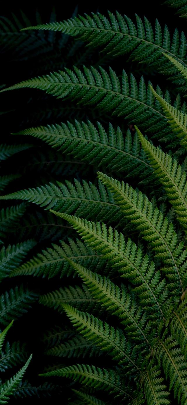 1125x2436 green fern plant - texture iPhone 11 Wallpaper