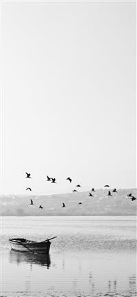 birds flying over boat iPhone 11 wallpaper