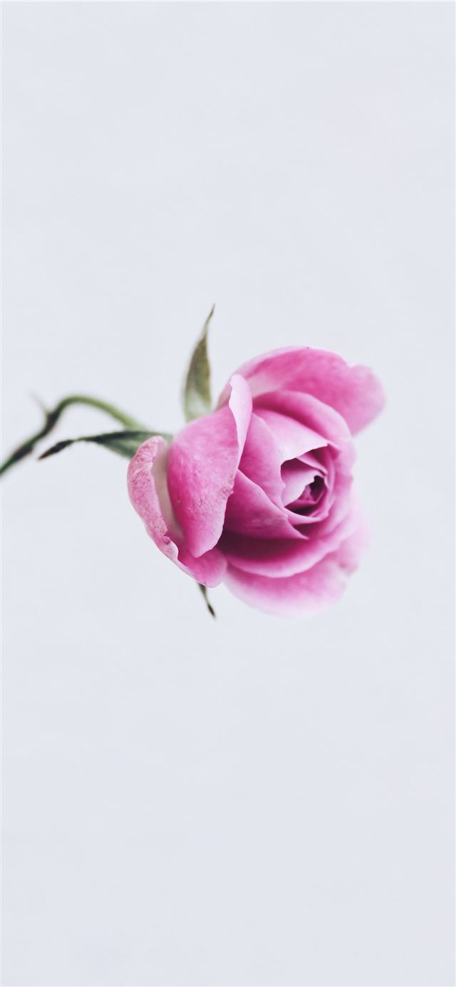 1125x2436 tenderness  - purple iPhone 11 Wallpaper