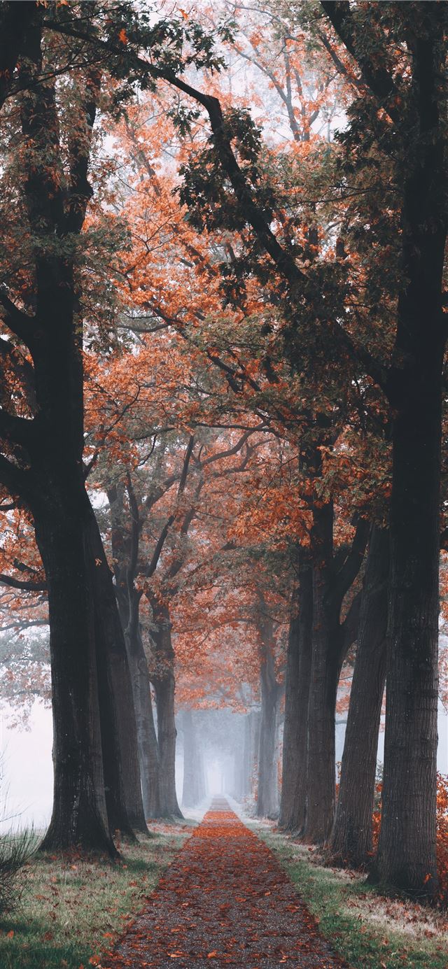 1125x2436 tree branch and trees painting - tree iPhone 11 Wallpaper