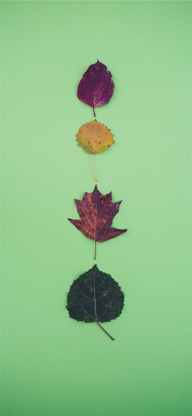 1125x2436 four leaves - green iPhone 11 Wallpaper