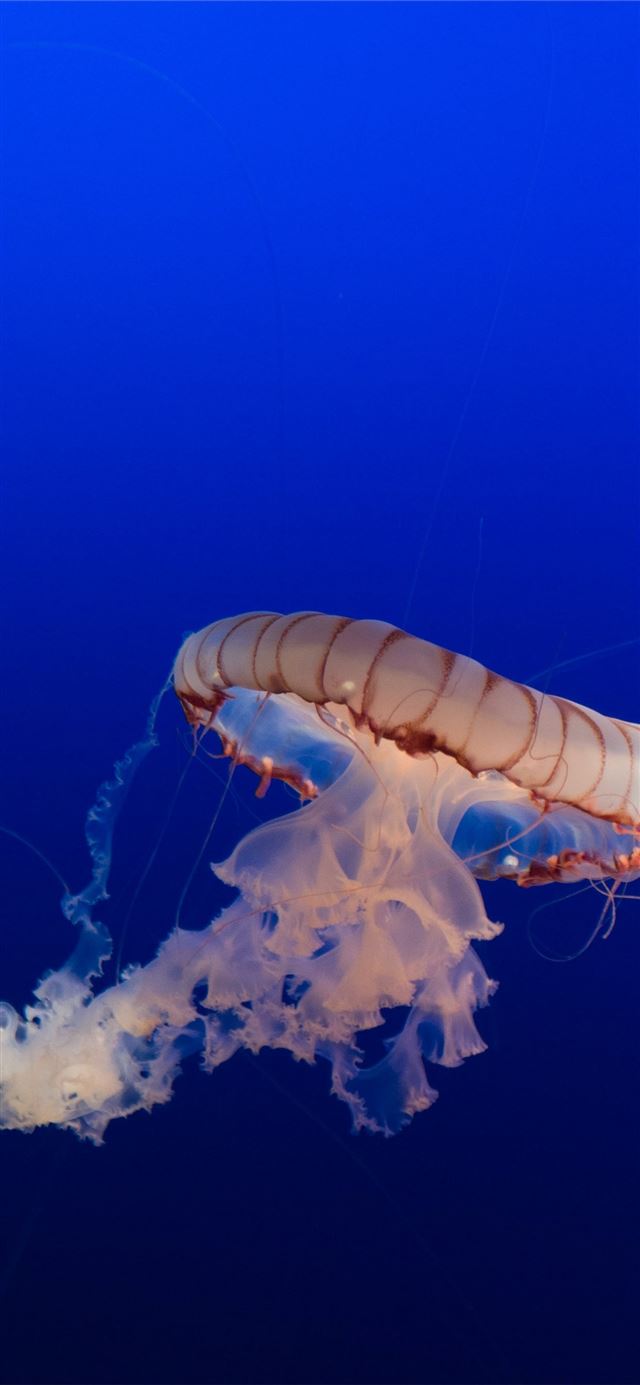 1125x2436 box jellyfish -  iPhone 11 Wallpaper
