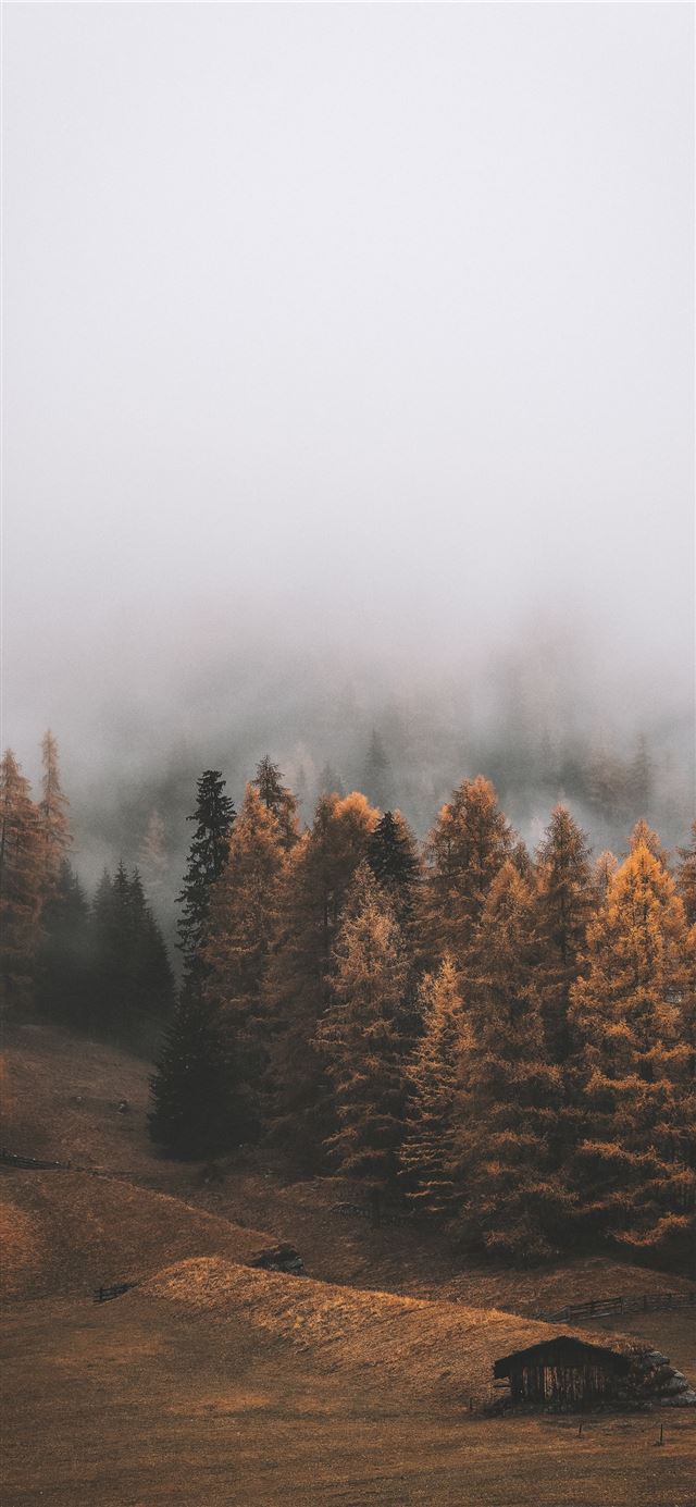 1125x2436 fores covered with fogs during daytime - nature iPhone 11 Wallpaper