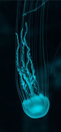 white jellyfish iPhone 11 wallpaper