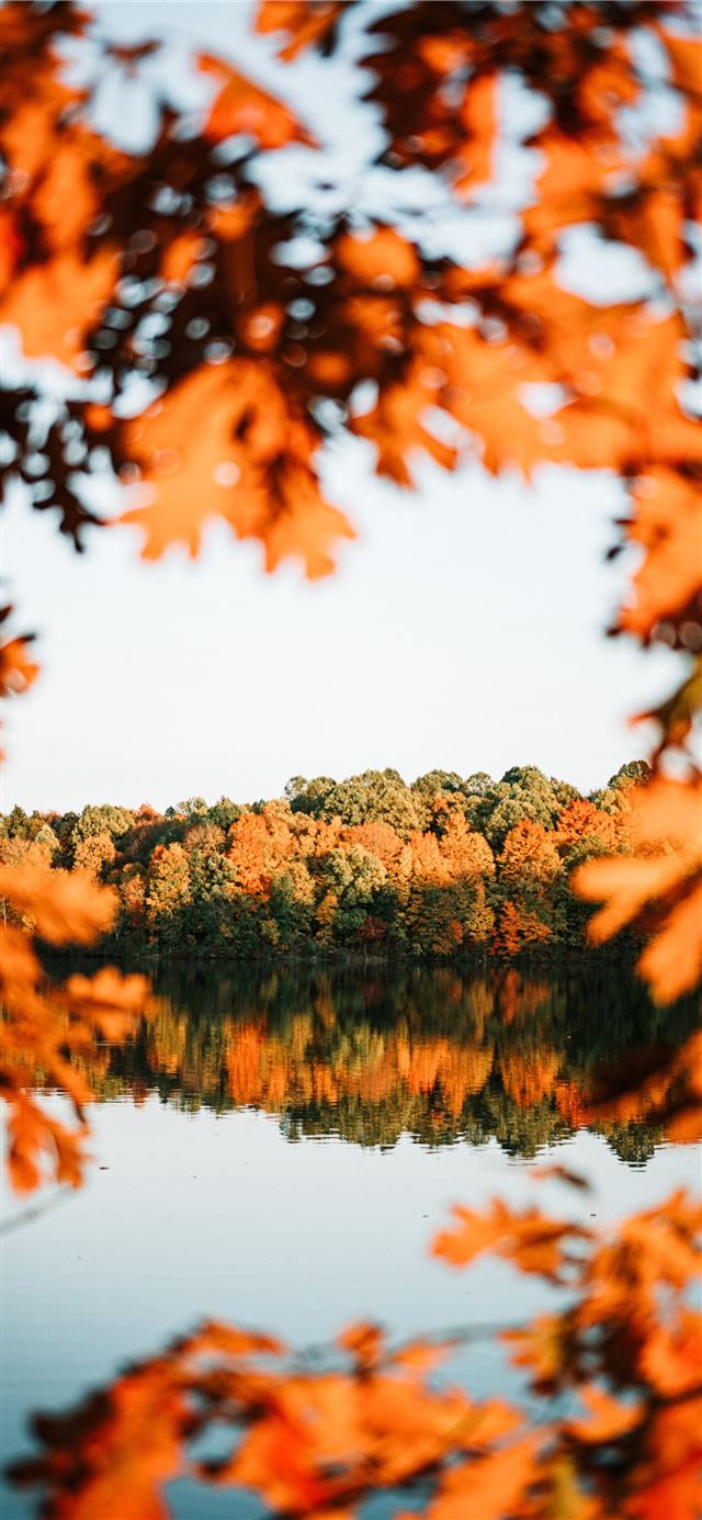 1125x2436 trees beside calm body ofwater - fall iPhone 11 Wallpaper
