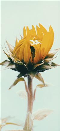 shallow focus photography of yellow sunflower iPhone 11 wallpaper