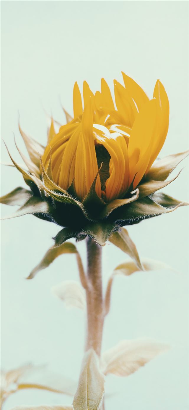 1125x2436 shallow focus photography of yellow sunflower - sunflower iPhone 11 Wallpaper