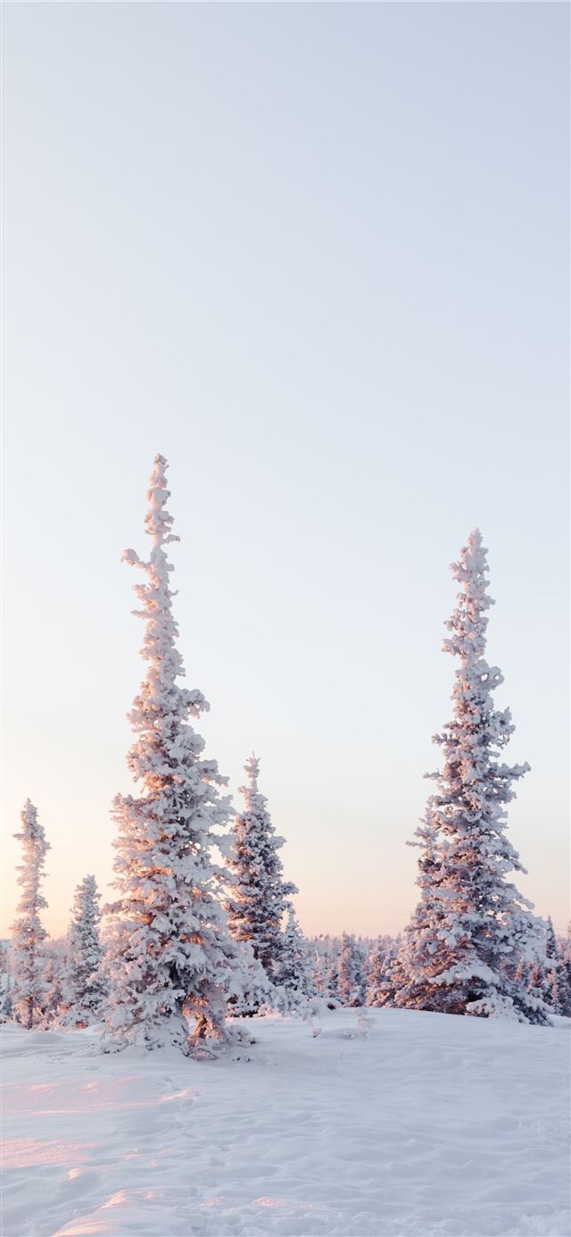 1125x2436 green pine trees on snow covered mountain during d... -  iPhone 11 Wallpaper
