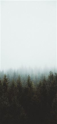 photo of pine trees iPhone 11 wallpaper