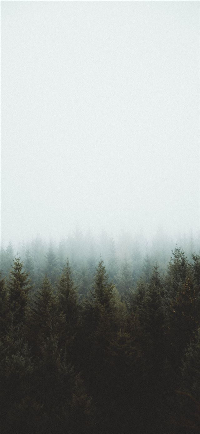 1125x2436 photo of pine trees -  iPhone 11 Wallpaper
